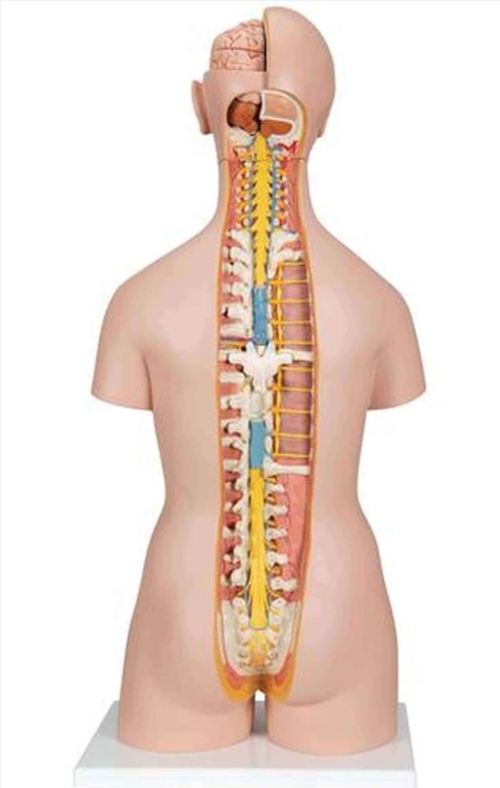 torso-clássico-dorso-aberto-em-18-partes-2